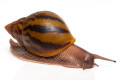 Achatina achatina achatina Nigeria typ 2 semiadult, 9cm